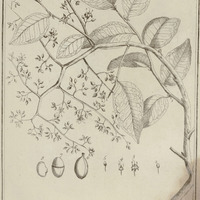 Arouna guyannensis