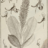 Vochy guyannensis