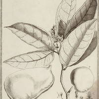 Vouapa bifoglia
