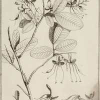 Outea guyannensis