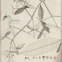 Tontelea Scandens
