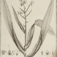 Xiphidium Coeruleum
