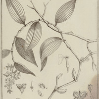 Commelina Hexandra