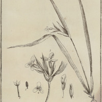 Cipura Paludosa