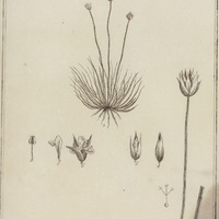 Xyris Americana