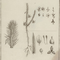 Maïaca Fluvialis