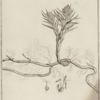 Remirea Maritima