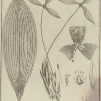 Mapania Sylvatica