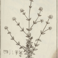 Perana Hirsuta