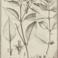 Spermacoce latifolia, Coerulescens