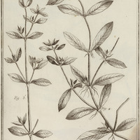 Spermacoce Prostrata, Radicans