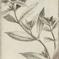 Spermacoce Longi-folia