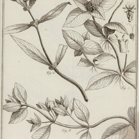 Spermacoce Aspera, Alata, Hexangularis