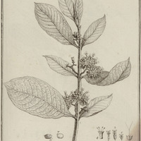 Manabea Villosa