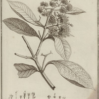 Manabea Arborescens