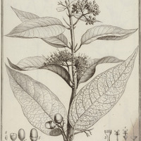 Manabea Laevis