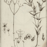 Exacum Guyannensis, Tenuifolium