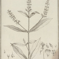 Coutoubea Spicata
