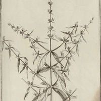 Coutoubea Ramosa