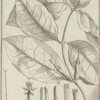 Tachia Guyannensis