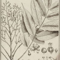 Fagara Pentandra