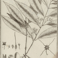 Mayepea Guyannensis