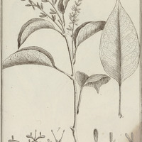 Roupala Montana