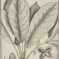 Pouteria Guyannensis