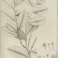 Macoucoua Guyannensis
