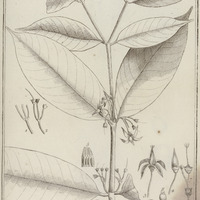 Votomita Guyannensis
