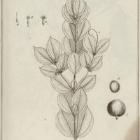 Rouhamon Guyannensis