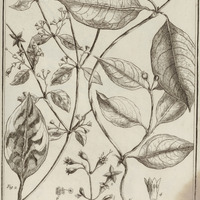 Nacibea Coccinea, Alba