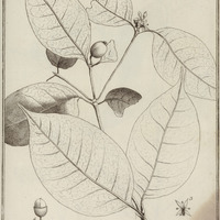 Coussarea Violacea
