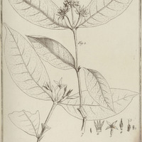 Faramea, Sessiliflora