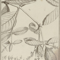 Malanea Sarmentosa