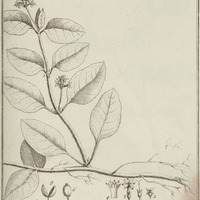 Tontanea Guyannensis