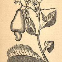 Fig. 9.— Acajou-à-pomme. Cassuvium pomiferum, Lam