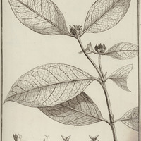 Patabea Coccinea