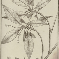 Pagamea Guyannensis