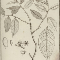 Licania Incana