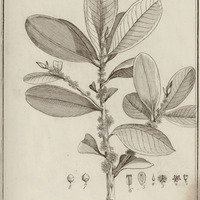 Rapanea Guyannensis