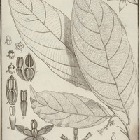 Poraqueïba Guyannensis