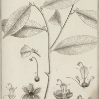 Tapura Guyannensis