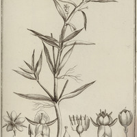 Bacopa Aquatica