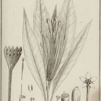 Tocoyena Longi-flora