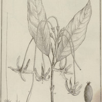 Posoqueria Longi-flora