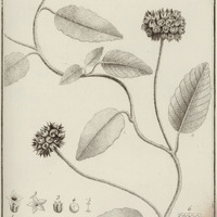 Convolvulus Guyannensis