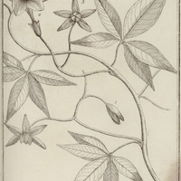 Convolvulus Glaber