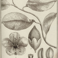 Mouroucoa Violacea