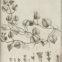 Pfychotria Violacea